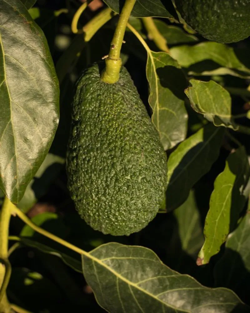Aguacate Axarquía